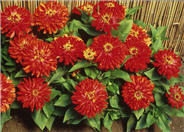 Zinnia elegans