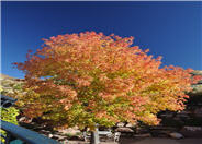 Flame Amur Maple