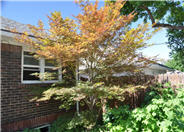 Suminagashi Japanese Maple