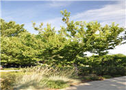 Acer tataricum