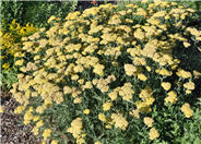 Achillea 'Feuerland'