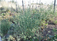 Ava Hummingbird Mint