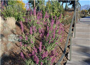 Sonoran Sunset Hummingbird Mint