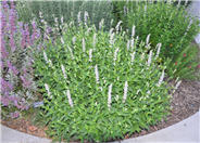 Agastache x 'Black Adder'