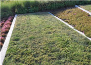 Agropyron cristatum
