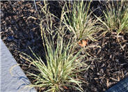 Allium vineale 'Hair'
