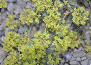 Alyssum saxatile