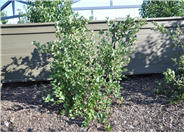 Aronia melanocarpa var. elata