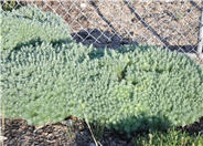 Artemisia schmidtiana 'Nana'