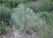 Big Sagebrush
