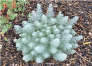 Artemisia versicolor 'Seafoam'