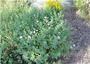 Aster x frikartii 'Monch'