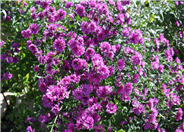 Aster alpinus