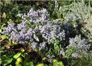 Aster dumosus