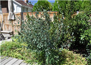 Amelanchier alnifolia