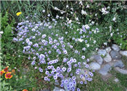 Aster oblongifolius