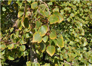 Western Water Birch