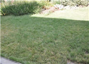Buffalograss