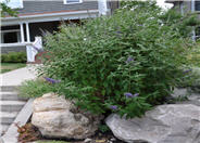 Buddleja davidii 'Nano Purple'
