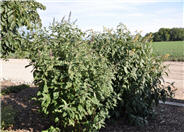 Royal Red Butterfly bush