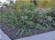 Callicarpa bodnieri v. gir. 'Profusion'