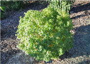 Caragana frutex 'Globosa'