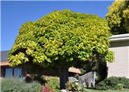 Catalpa bungei