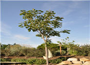 Catalpa x erubescens 'Purpurea'
