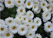 Leucanthemum x superbum 'Alaska'