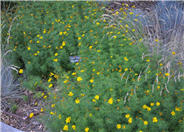 Coreopsis verticillata 'Zagreb'