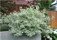 Cornus alba 'Bailhalo'