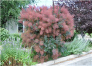 Cotinus coggyria 'Velvet Cloak'