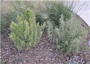Cliffrose