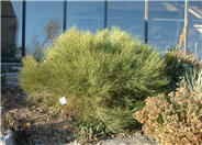 Cytisus purgans