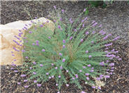 Purple Prairie Clover