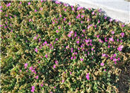 Delosperma 'John Proffitt'
