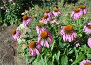 Echinacea purpurea 'Magnus'