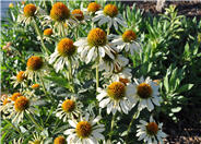 Sunrise Coneflower