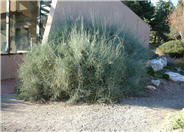 Bluestem Jointfir