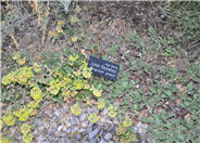 Eriogonum jamesii