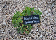 Whiskey Peak Sulfur Buckwheat
