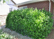Euonymus japonica 'Grandifolius'