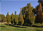 Fagus sylvatica 'Dawyck'