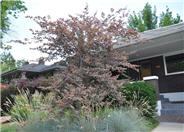 Tricolor Beech