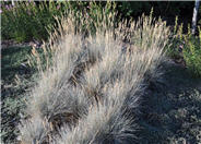 Boulder Blue Fescue