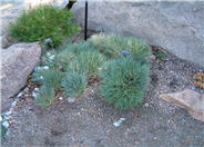 Prickly Fescue