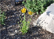 Gaillardia 'Oranges and Lemon'