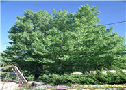 Ginkgo biloba 'Shangri-La'