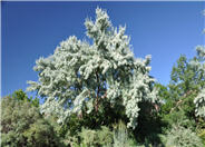 Skyline Honeylocust