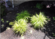 Golden Variegated Hakone grass